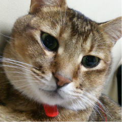 猫の親子