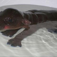 にしぐっちゃん