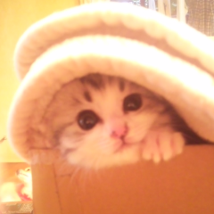 ビレバンの袋の者のトーク