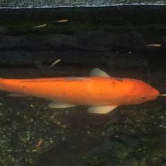 なでがた