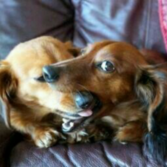 K SaUraのきままとーく