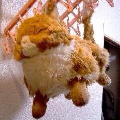 けい@レンジャーグリーン