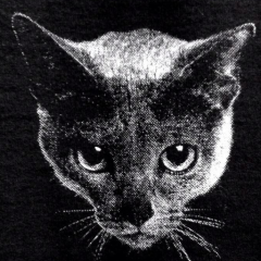 テジテジのトーク