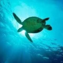 もも