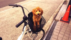 ピーマンザウルス