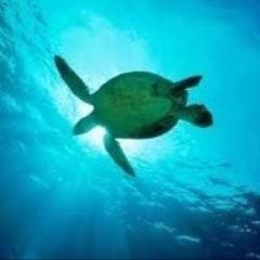 もものトーク