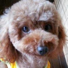 (遊)何でも屋岡野総合企画♚