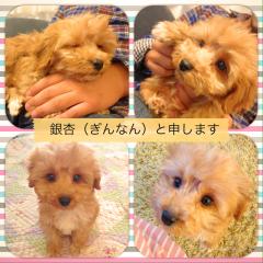 銀杏といっしょ