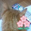 JP3GZJ バナナ軍曹