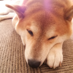 こたわんこ