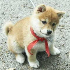 関西の犬🐶