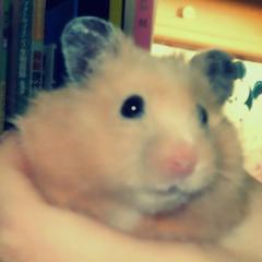 ハムスター