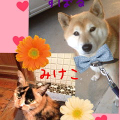 かよ