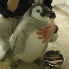 すみっぺ