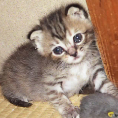 もっちゃんのトーク