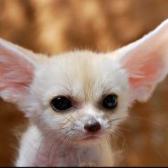 九尾狐のトーク