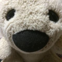 白くま君