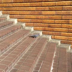 星野みなみ好き