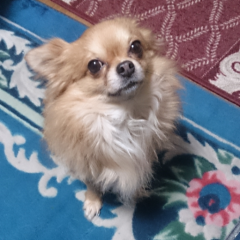 チハルのトーク