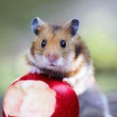 菜々推し箱オタ