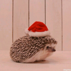 健全な男子高校生