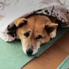 だい