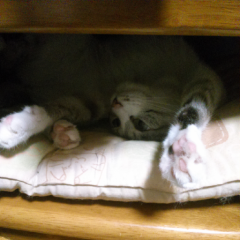 みさり⌒ん♪*のトーク    *大阪出身*