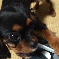 サトシックス
