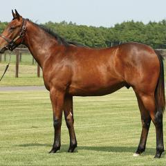 うまちゃんのトーク