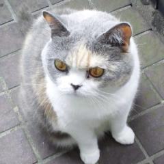 そらさん（Makiko Hattori）