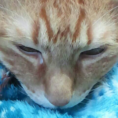 暇人すばるさんのトーク。