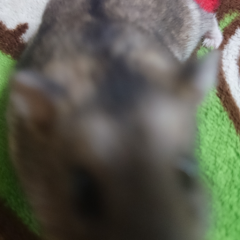 ちぃすけ野郎のトーク