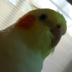 hide-bo