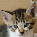 ﾐｹｪﾙﾄ･ｱｲｱｲ･ﾋﾅﾀﾘｱﾝ