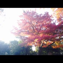 ななせまるのリトーク