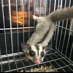 ミルフィーユのトーク