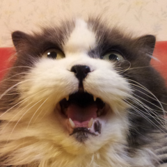 みょん