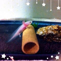 ひるるーのトーク