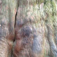 ワンツー木家ホイ♪