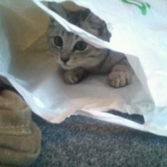 みっつーのトーク