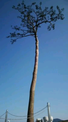 石丸