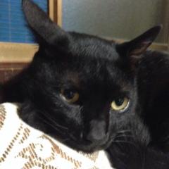 ぐるぐる@進撃のジャイアンツ