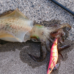 No Fishing No Life