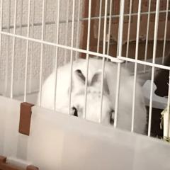 だんだん