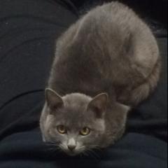 トシさん