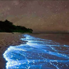 しろひげさんのトーク