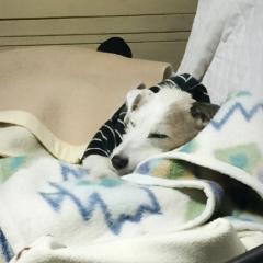 コウジ