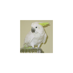 しげぼん