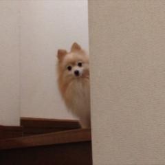 お犬様