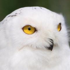 かおりのトーク